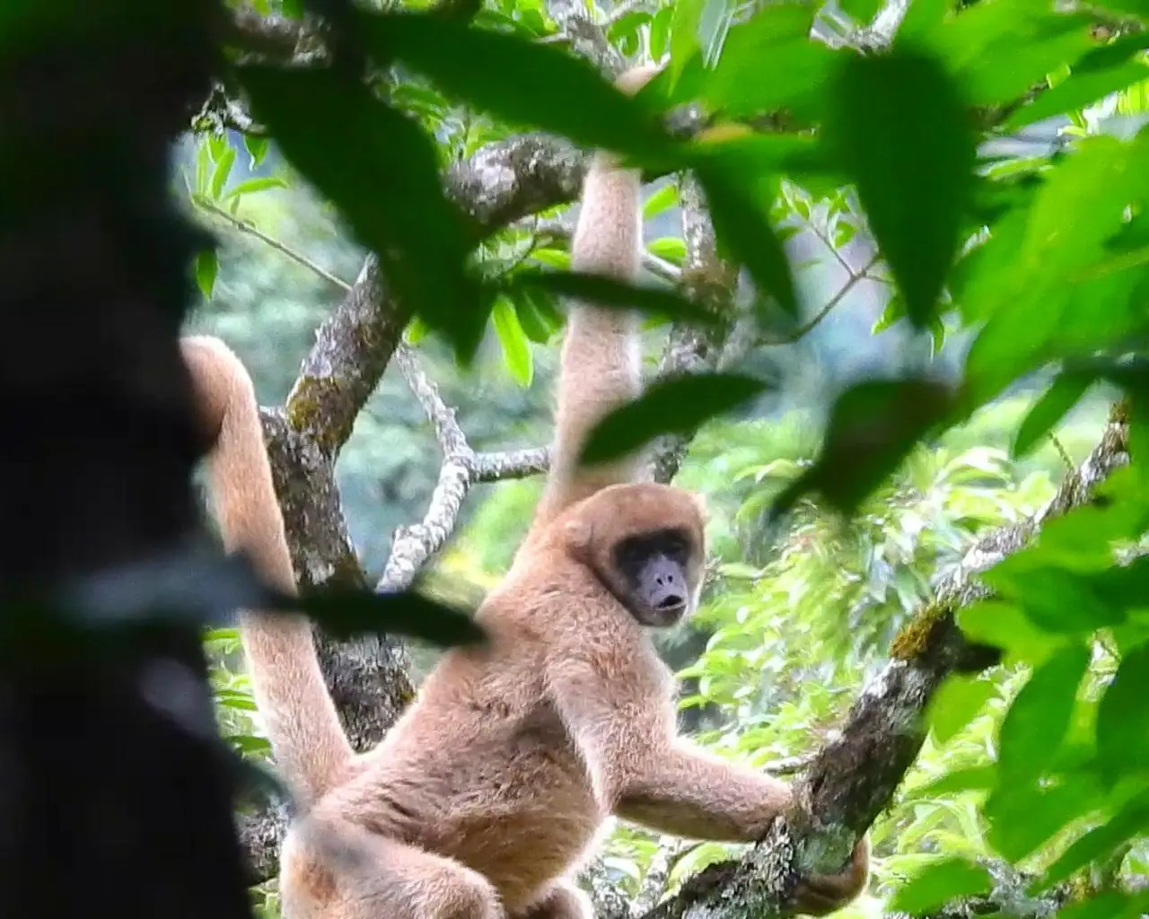 Fauna nativa da Mata Atlântica